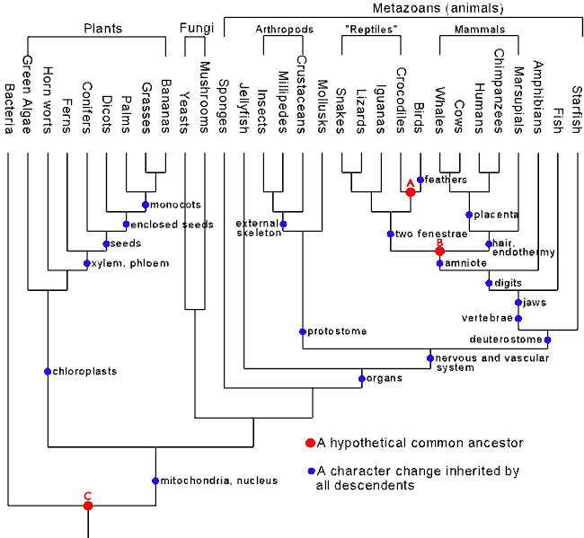 [Figure 1: Consensus
Phylogenetic Tree of All Life]