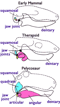 [Figure1.4.1 (cartoon
of vertebrate jaws)]