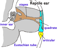 [Figure1.4.2a
(cartoon of vertebrate ears)]