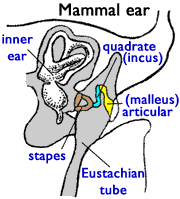 [Figure1.4.2b
(cartoon of vertebrate ears)]