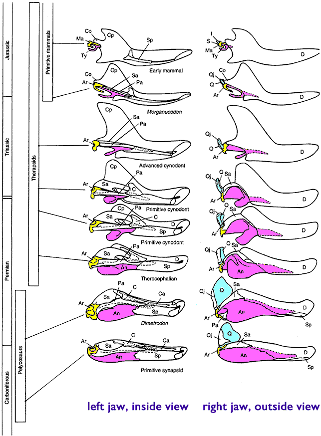 [Figure1.4.3 (cartoon
of vertebrate jaws)]