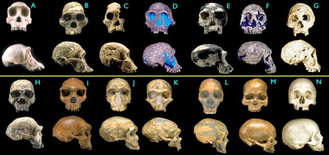 [Figure
1.4.4: Hominid skulls]