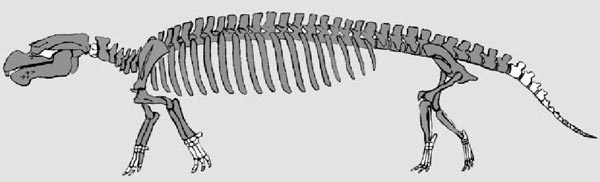 [Figure
1.4.5: Seacow with legs]