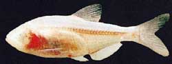 [Figure2.1.1
(blind cave fish, the Mexican tetra)]
