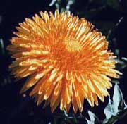 [Figure2.1.1 (vestigial dandelion]