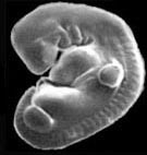 [Figure2.4.1 (human
embryo)]