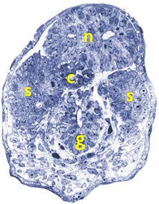 [Figure2.4.2 (histological cross-section human of human embryonic tail at Carnegie stage 14)]