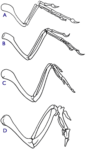 [Figure 3.1.1 (comparison of the forelimbs of a theropod dinosaur, dinosaur-bird
intermediates, and a modern bird]